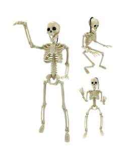 Squelette Articulé 40 cm – Décoration Halloween Réaliste