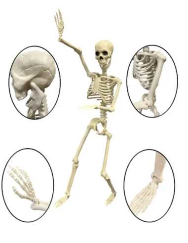 Squelette Articulé 40 cm – Décoration Halloween Réaliste