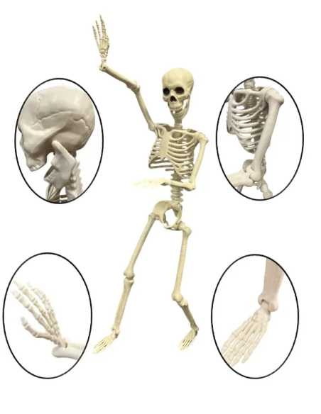 Squelette Articulé 40 cm – Décoration Halloween Réaliste