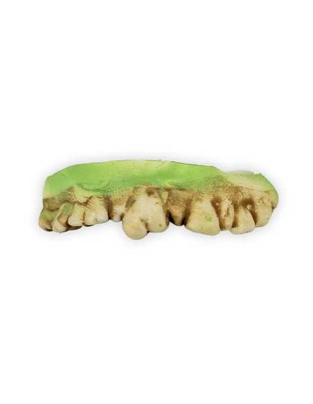 Dents de Zombie Halloween – Prothèse Horrifique pour Costume Terrifiant