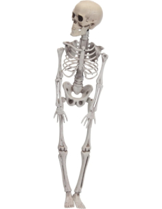 Squelette Halloween 42 cm – Décoration Macabre pour Intérieur & Extérieur