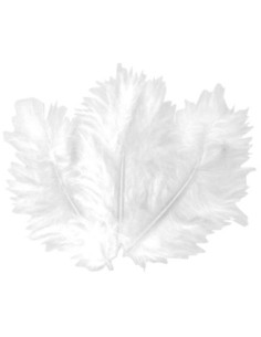Plumes blanches 10 cm x 50 pcs