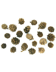 Pommes de pin 1,5 à 3 cm x 20 pcs