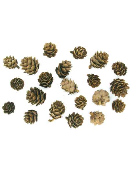 Pommes de pin 1,5 à 3 cm x 20 pcs