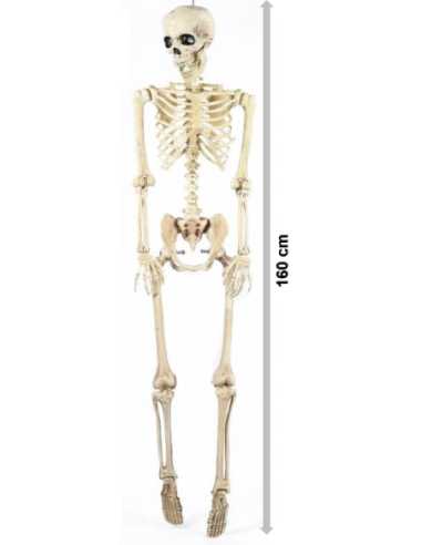 BOB Squelette Factice GM – Hauteur 160 cm – Décoration Halloween