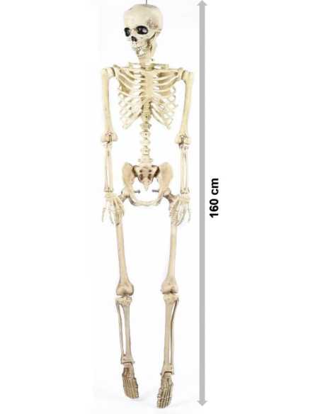 BOB Squelette Factice GM – Hauteur 160 cm – Décoration Halloween