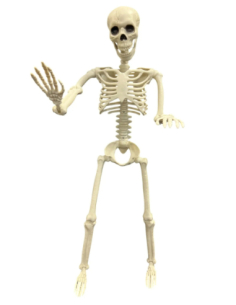 Squelette Articulé 90 cm – Décoration Halloween réaliste