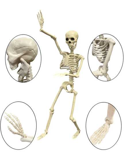 Squelette Articulé 90 cm – Décoration Halloween réaliste